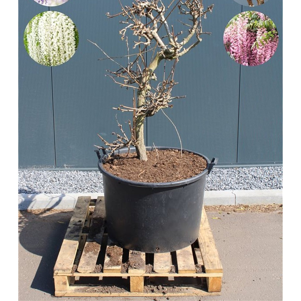 Blåregn – Wisteria brachybotrys 'Okayama' - 125-150 CM in Cont.